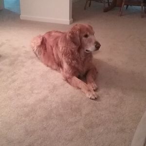 Meet your Posher, Barbara